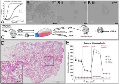 Residual OXPHOS is required to drive primary and metastatic lung tumours in an orthotopic breast cancer model